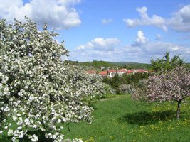Streuobstwiese1
